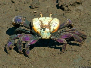 crabe-mantou-crustace-martinique