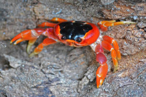 crabe-rouge-touloulou-martinique