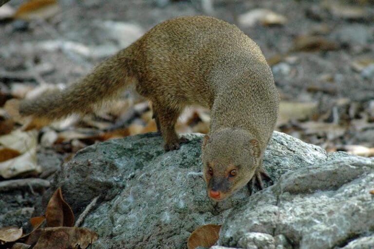 Mangouste • Belle Martinique