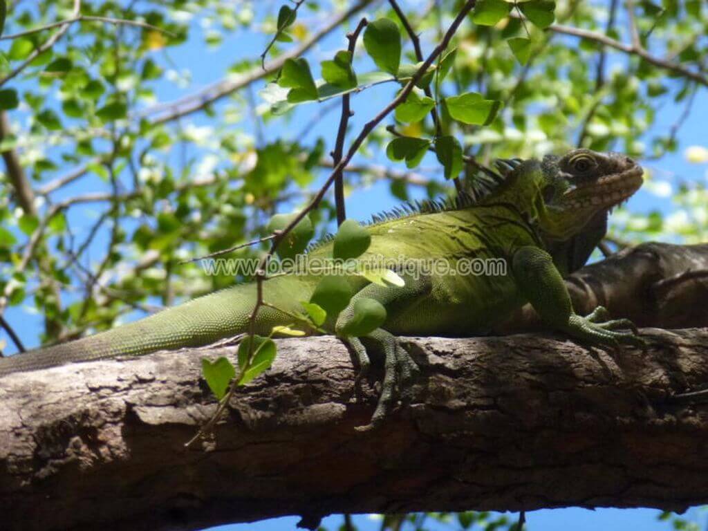 Ilet-Chancel-martinique-iguane