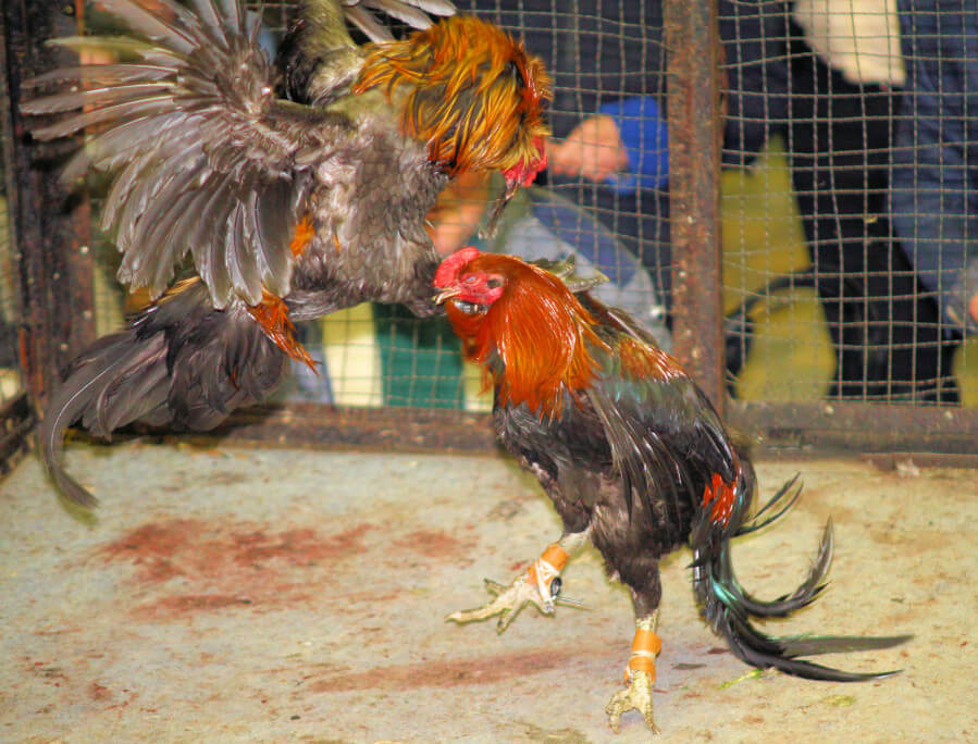 Coq De Combat Coq De Combat