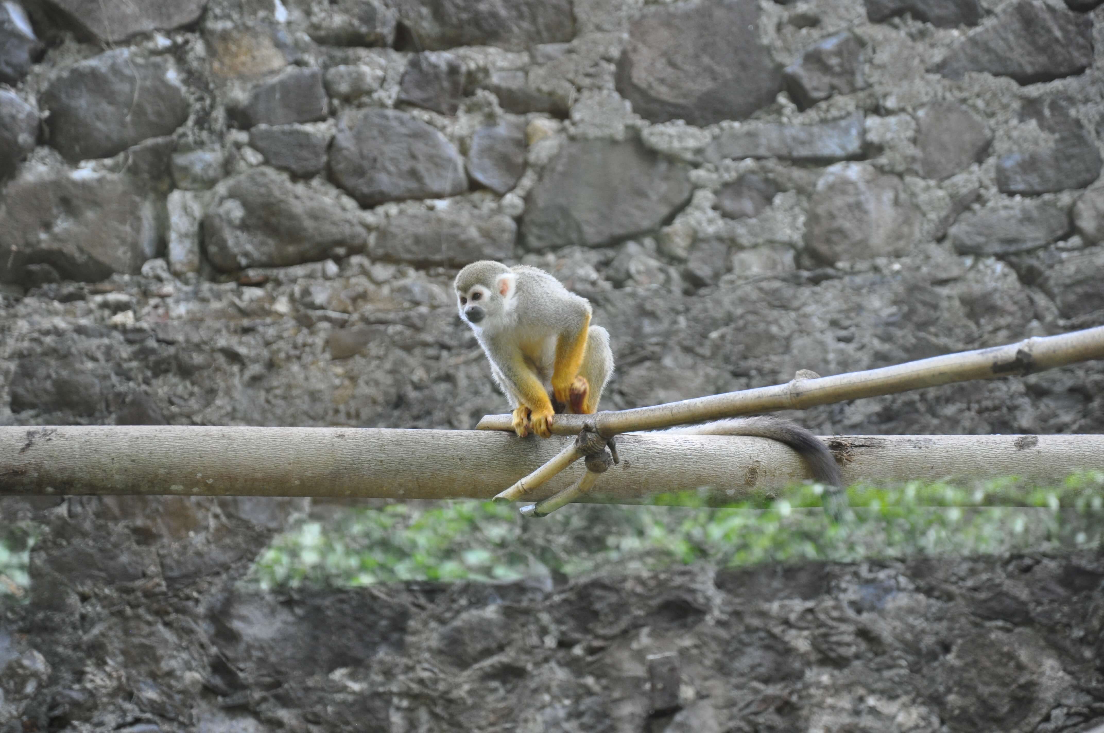 zoo-le-carbet-martinique (1)