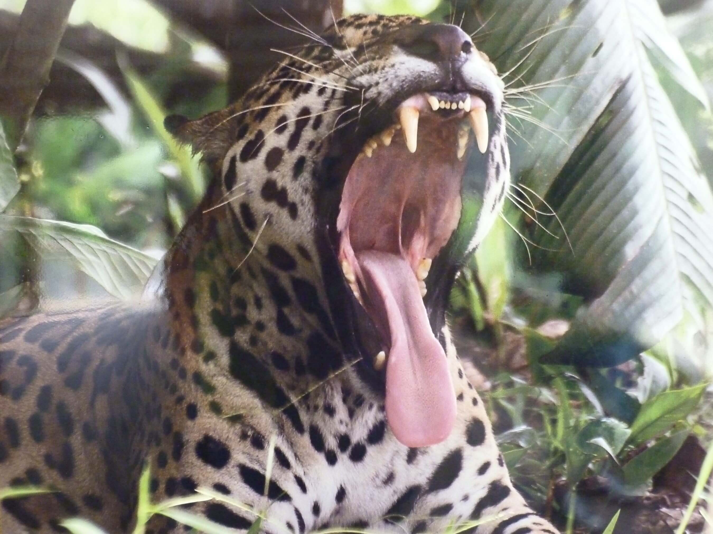 Zoo du Carbet • Belle Martinique