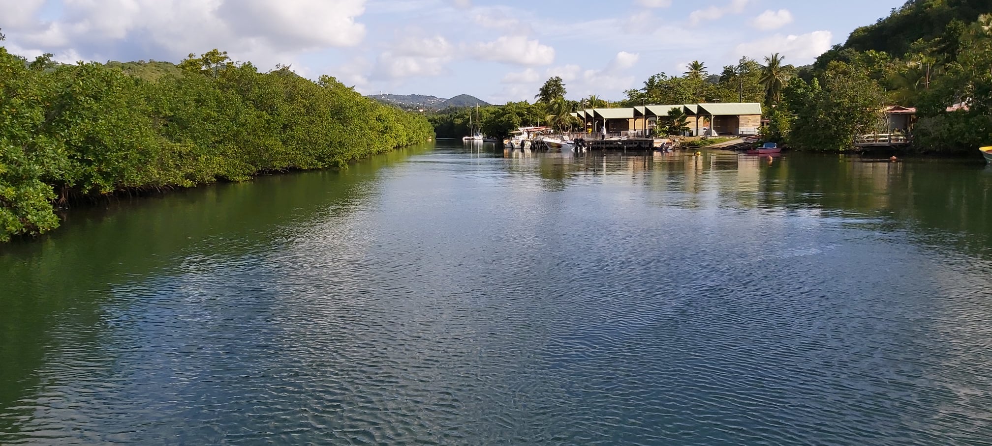 UNITY LINES Caraïbes - Bateau - croisiere - journée - mangrove - riviere pilote - martinique - Antilles - Caraibes