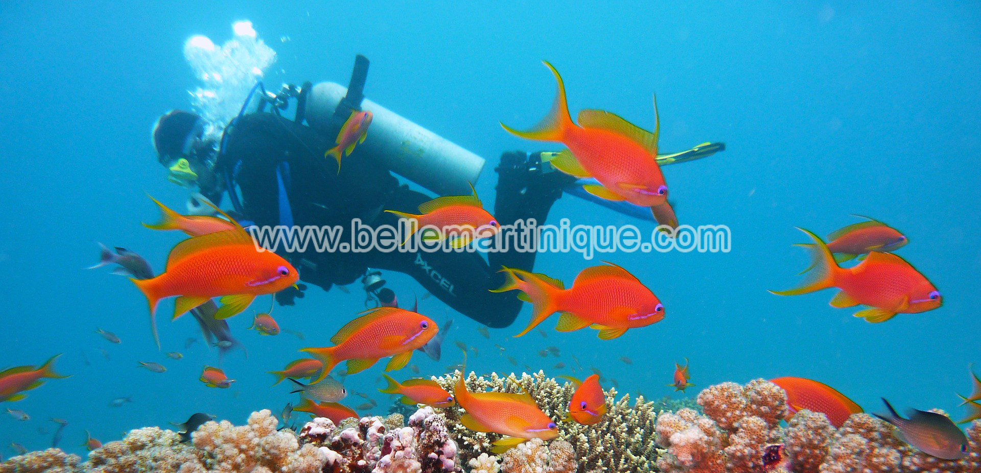 Faire de la plongée sous-marine en Martinique