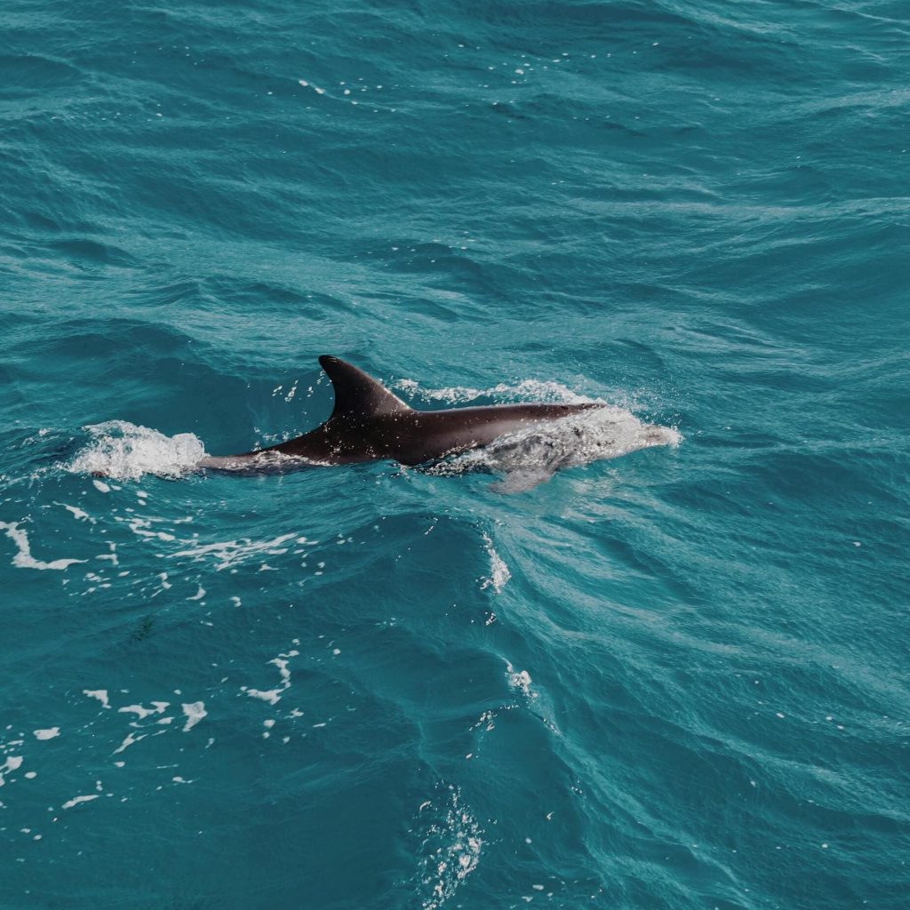 observer-dauphins-martinique-caraibe