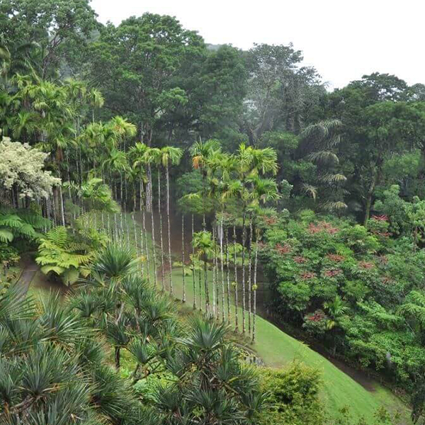 lieux-a-visiter-fort-de-france-jardin-de-balata