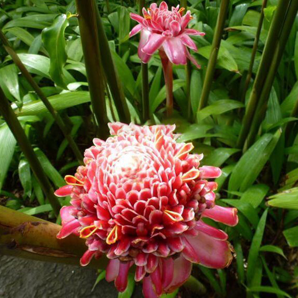 parc-jardin-martinique-balata