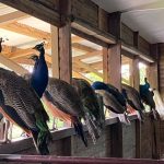 Le Domaine de la Vallée - Vanilleraie - Restaurant - Bungalows - Morne Rouge - Martinique - Antilles - Caraibes 5