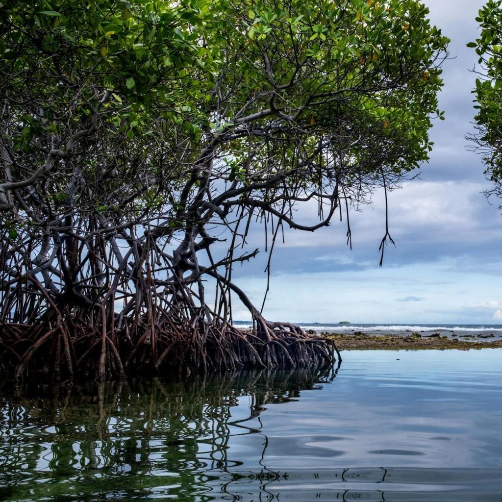 ecosysteme-paletuviers-mangrove-martiniquaise