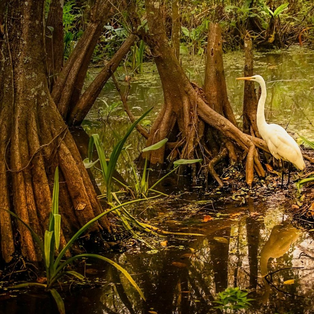 biodiversite-martinique-faune-flore-mangrove