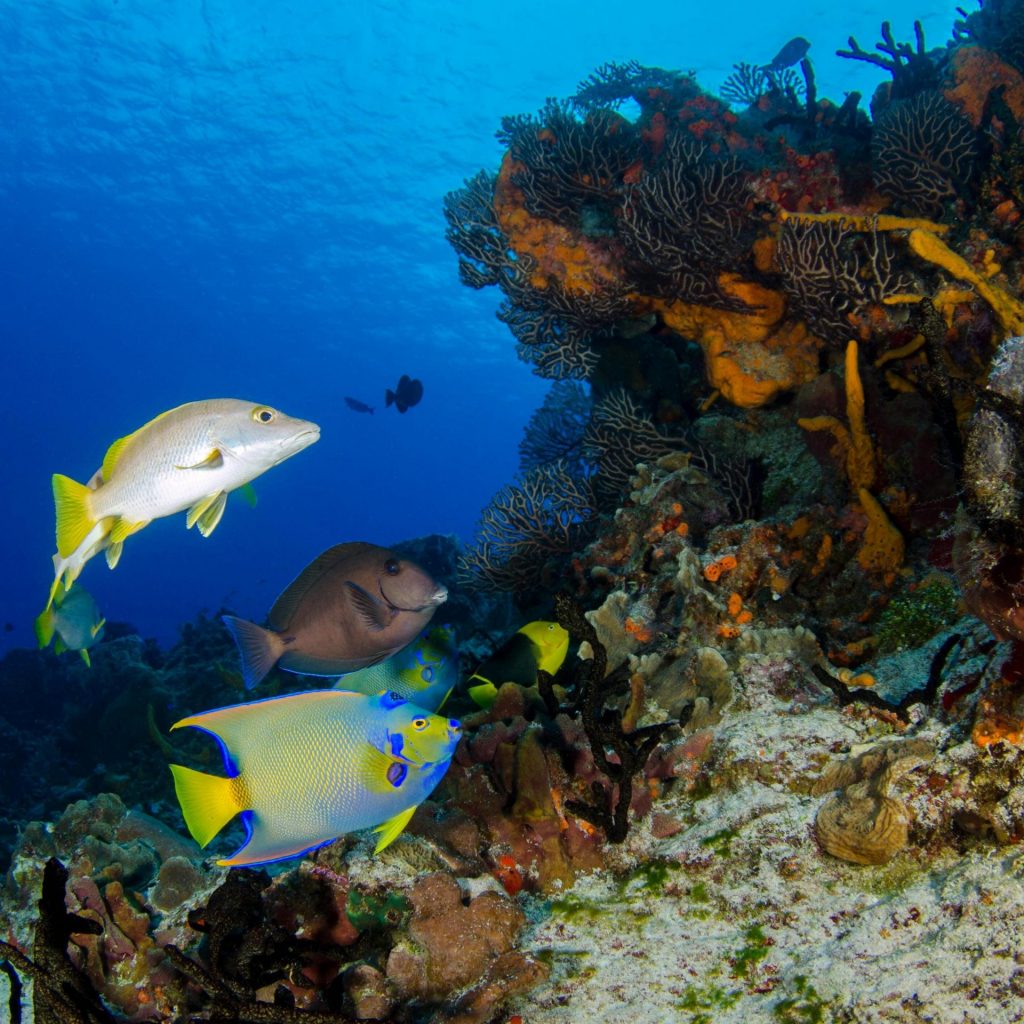 top-sites-plongee-martinique