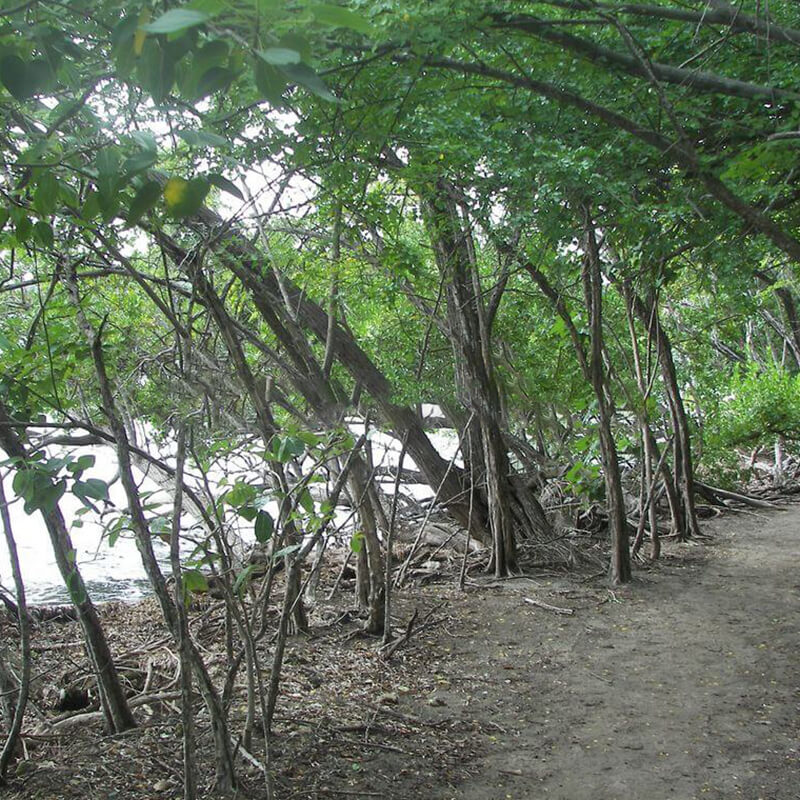 Randonnee-La-Caravelle-Martinique-12