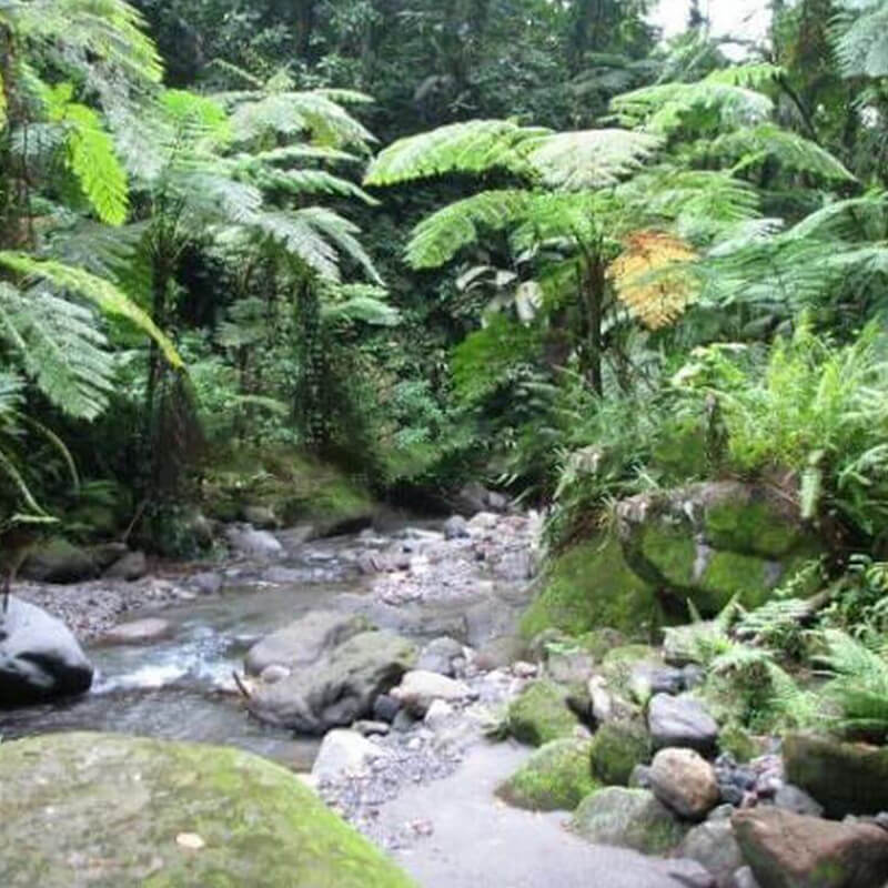 Randonnee-Les-Gorges-de-la-Falaise-Ajoupa-Bouillon-Martinique-3